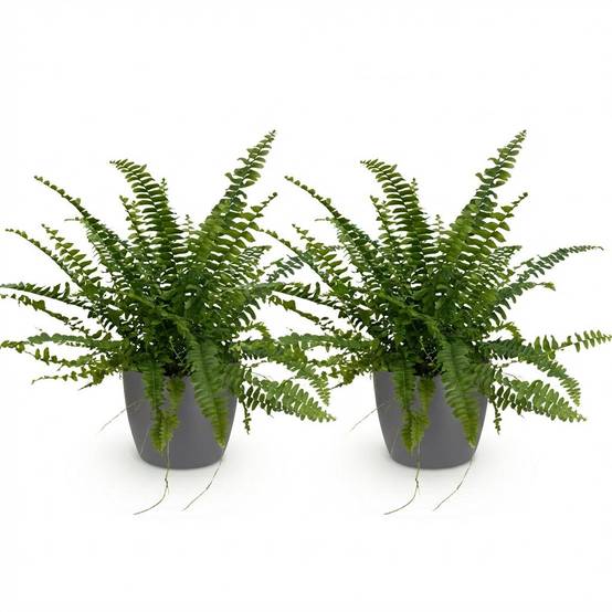 Nephrolepsis Exaltata Vert Lady - H30cm - Image 4