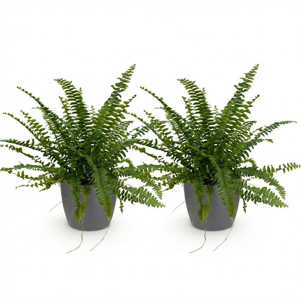 Nephrolepsis Exaltata Vert Lady - H30cm - Image 4