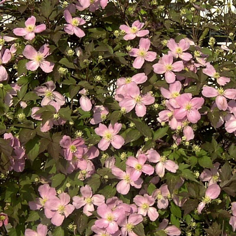 Clématite montana Tetrarose à fleurs Rose - feuillage Caduc - Pot de 3L - Echelle bambou 60/120 cm-  hauteur à maturité De 5,00 m à 10,00 m - Image 2