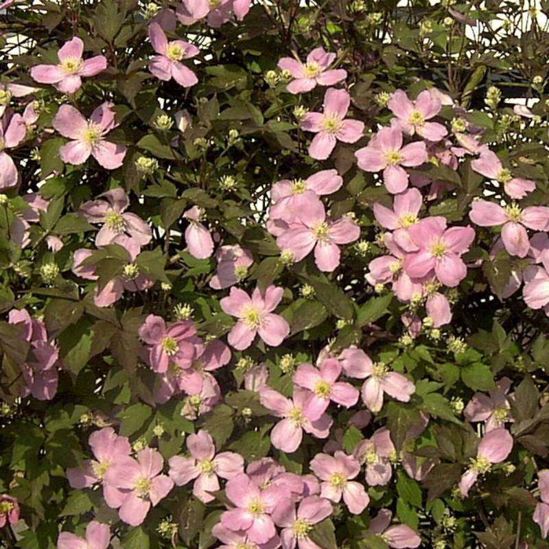 Clématite montana Tetrarose à fleurs Rose - feuillage Caduc - Pot de 3L - Echelle bambou 60/120 cm-  hauteur à maturité De 5,00 m à 10,00 m - Image 6