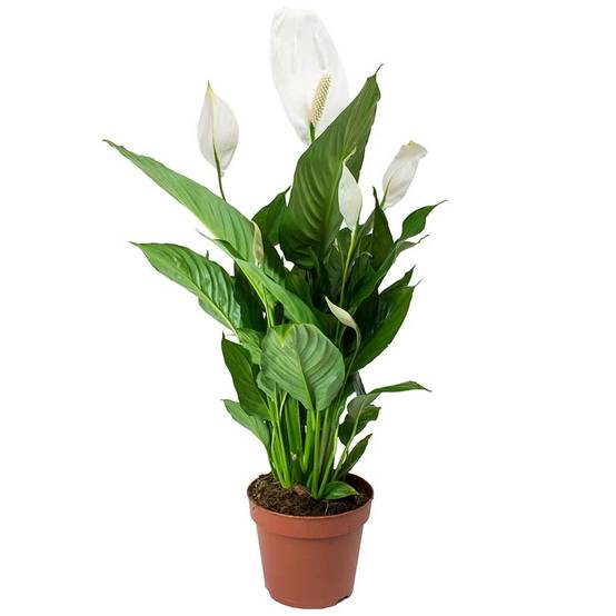 Gardenersdream - Spathipyllum ‘Fleur De Lune’ Plantes D’Intérieur – 1 Fleur De Lune En Pot 9 Cm - GardenersDream - Image 2