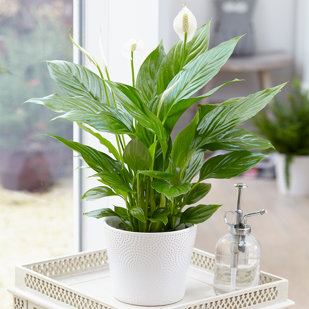 Gardenersdream - Spathipyllum ‘Fleur De Lune’ Plantes D’Intérieur – 1 Fleur De Lune En Pot 9 Cm - GardenersDream - Image 1