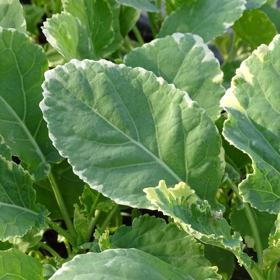 Promesse de Fleurs - Chou perpétuel Daubenton Popof panaché BIO - Brassica oleracea Godet de 8/9 cm