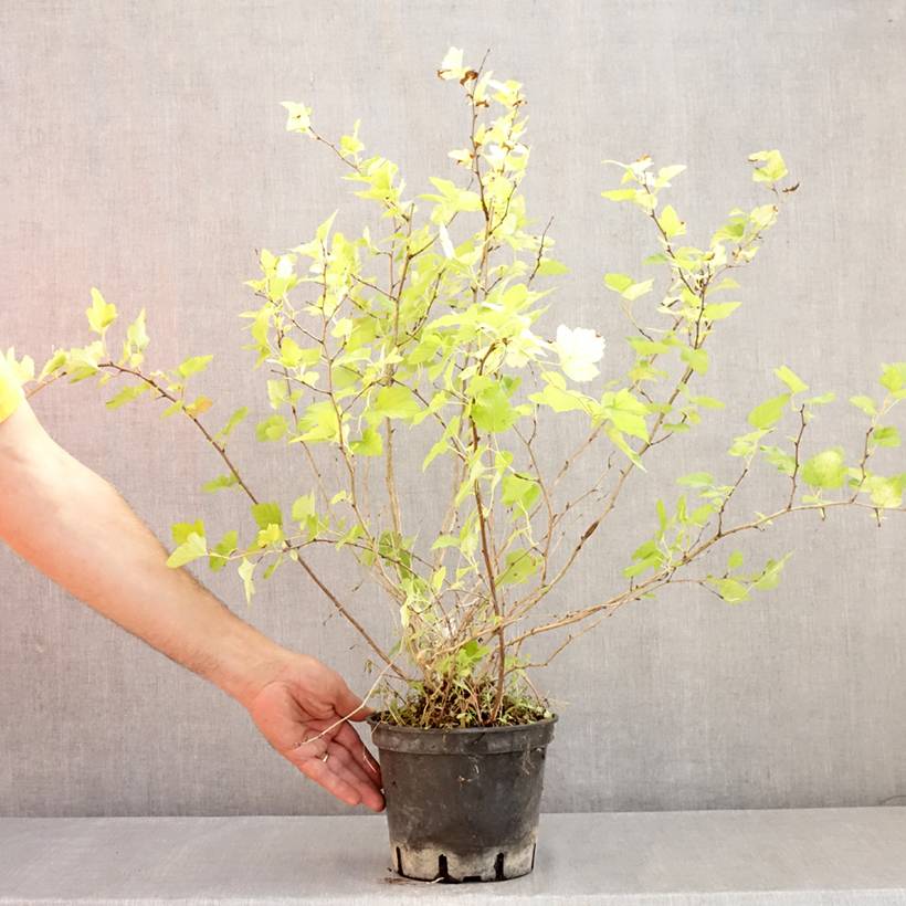 Physocarpus opulifolius Nugget - Physocarpe Pot de 3L/4L - Image 2