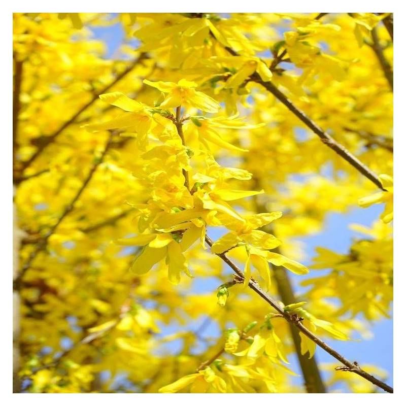 Forsythia Week End® 'Courtalyn', Mimosa de Paris à fleurs Jaune/ - feuillage Caduc - Pot de 1,5L - 20/50 cm - Image 7