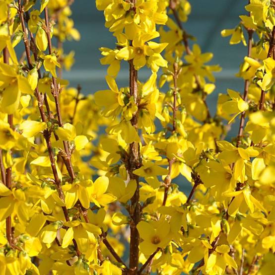 Forsythia Week End® 'Courtalyn', Mimosa de Paris à fleurs Jaune/ - feuillage Caduc - Pot de 1,5L - 20/50 cm - Image 1