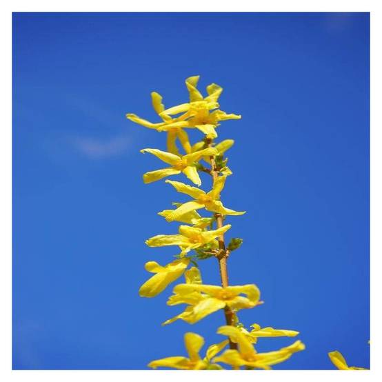 Forsythia Week End® 'Courtalyn', Mimosa de Paris à fleurs Jaune/ - feuillage Caduc - Pot de 1,5L - 20/50 cm - Image 8