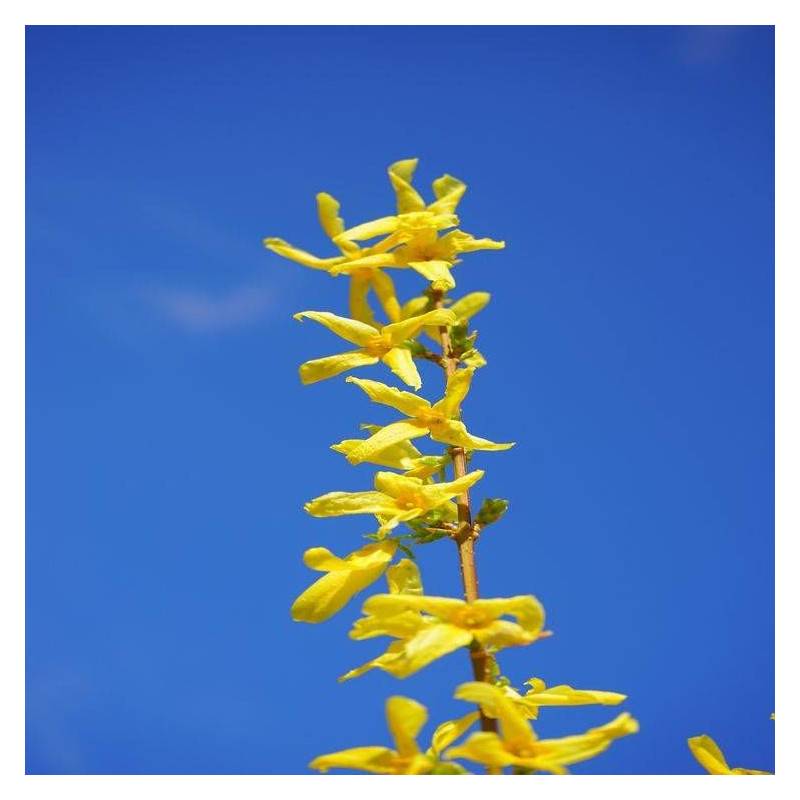 Forsythia Week End® 'Courtalyn', Mimosa de Paris à fleurs Jaune/ - feuillage Caduc - Pot de 1,5L - 20/50 cm - Image 8