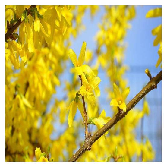 Forsythia Week End® 'Courtalyn', Mimosa de Paris à fleurs Jaune/ - feuillage Caduc - Pot de 1,5L - 20/50 cm - Image 5