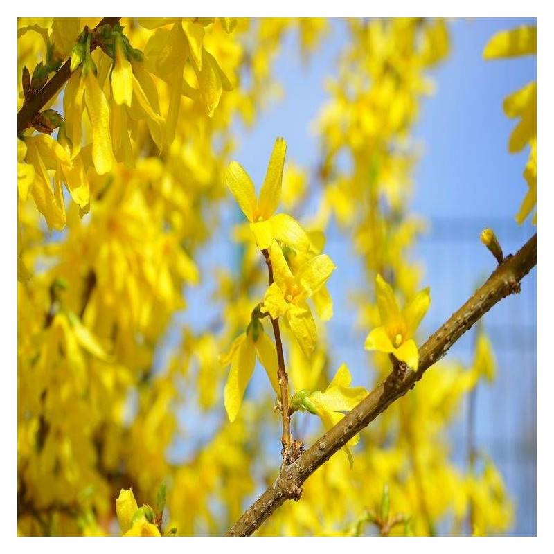 Forsythia Week End® 'Courtalyn', Mimosa de Paris à fleurs Jaune/ - feuillage Caduc - Pot de 1,5L - 20/50 cm - Image 5