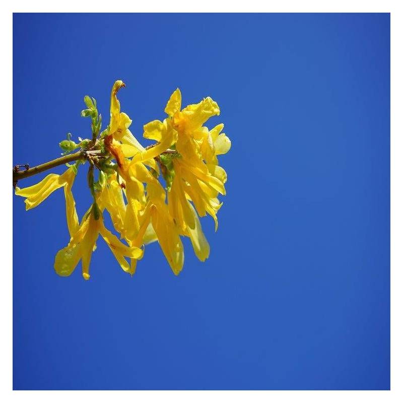 Forsythia Week End® 'Courtalyn', Mimosa de Paris à fleurs Jaune/ - feuillage Caduc - Pot de 1,5L - 20/50 cm - Image 6