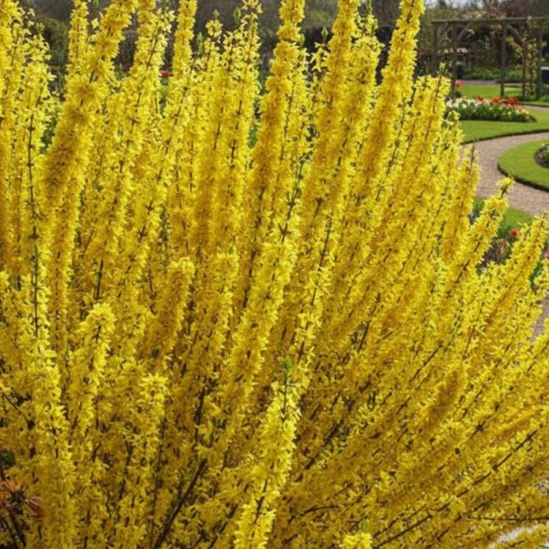Forsythia Week End® 'Courtalyn', Mimosa de Paris à fleurs Jaune/ - feuillage Caduc - Pot de 1,5L - 20/50 cm - Image 2