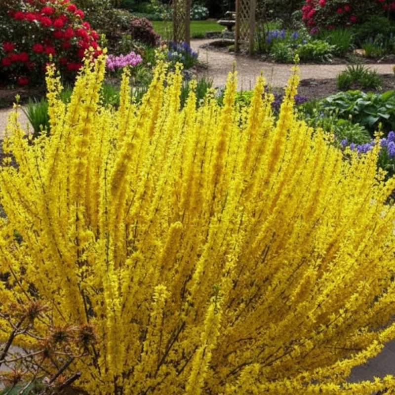 Forsythia Week End® 'Courtalyn', Mimosa de Paris à fleurs Jaune/ - feuillage Caduc - Pot de 1,5L - 20/50 cm - Image 3