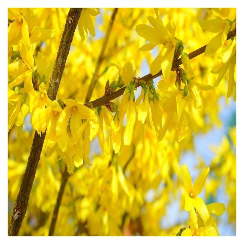 Forsythia Week End® 'Courtalyn', Mimosa de Paris à fleurs Jaune/ - feuillage Caduc - Pot de 1,5L - 20/50 cm - Image 4