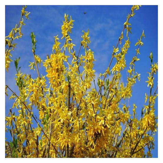 Forsythia Week End® 'Courtalyn', Mimosa de Paris à fleurs Jaune/ - feuillage Caduc - Pot de 1,5L - 20/50 cm - Image 9
