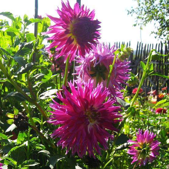 Dahlia semi-cactus Veritable Bulbe calibre I
