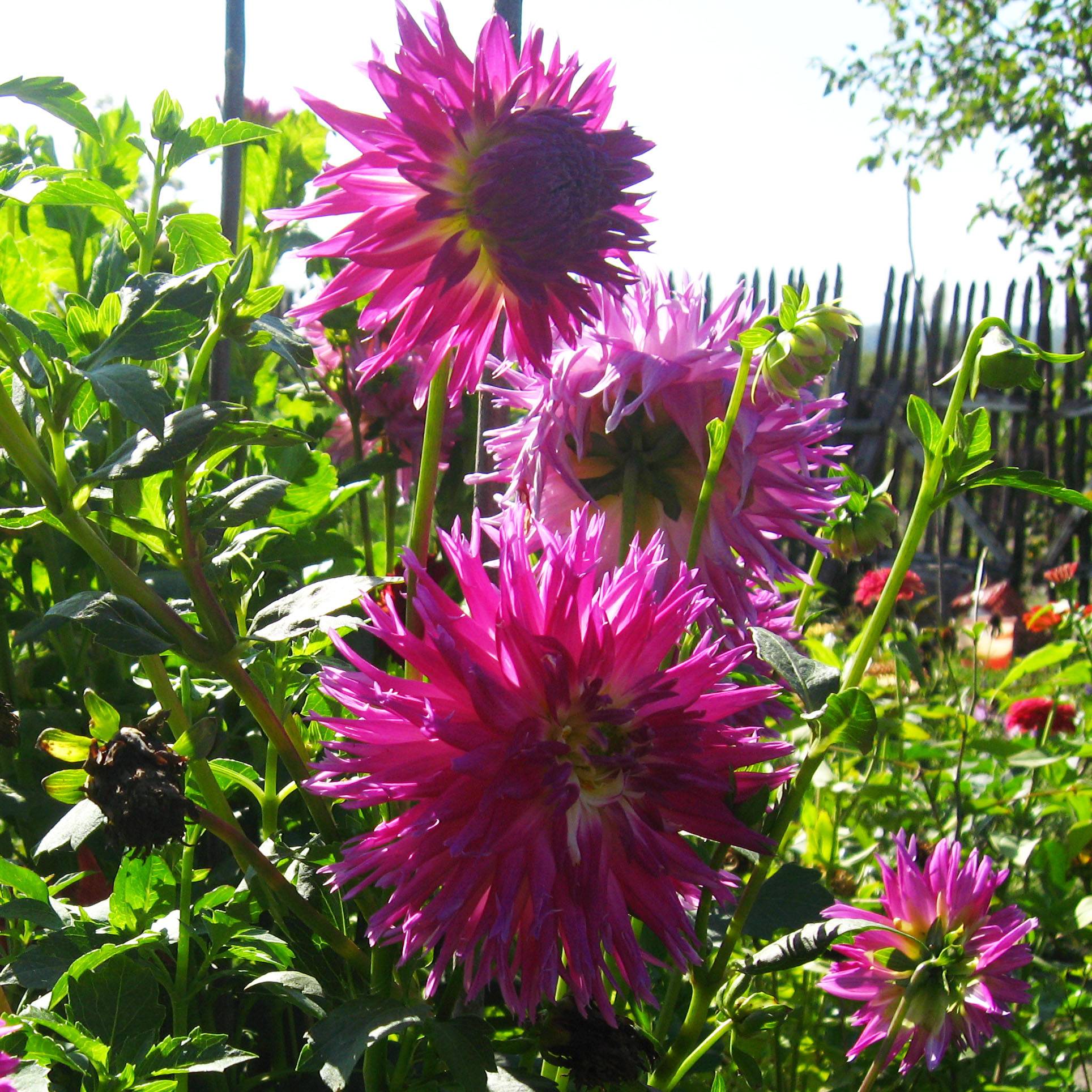 Dahlia semi-cactus Veritable Bulbe calibre I