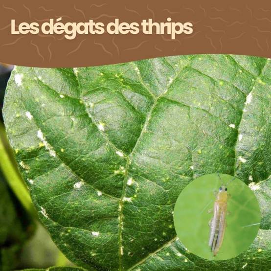 achatnature - Nématodes SF contre thrips - 3 millions - 15 pots - Image 5