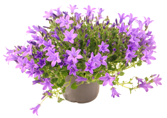 Campanule fleur simple pot de 10,5 cm - Image 1