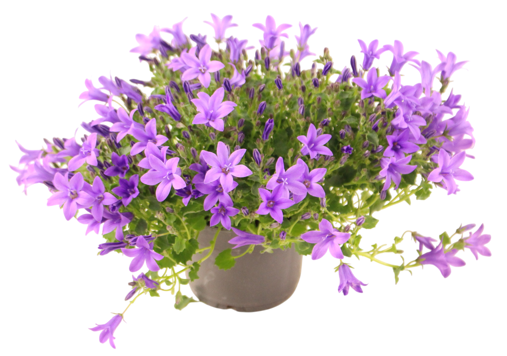 Campanule fleur simple pot de 10,5 cm - Image 1