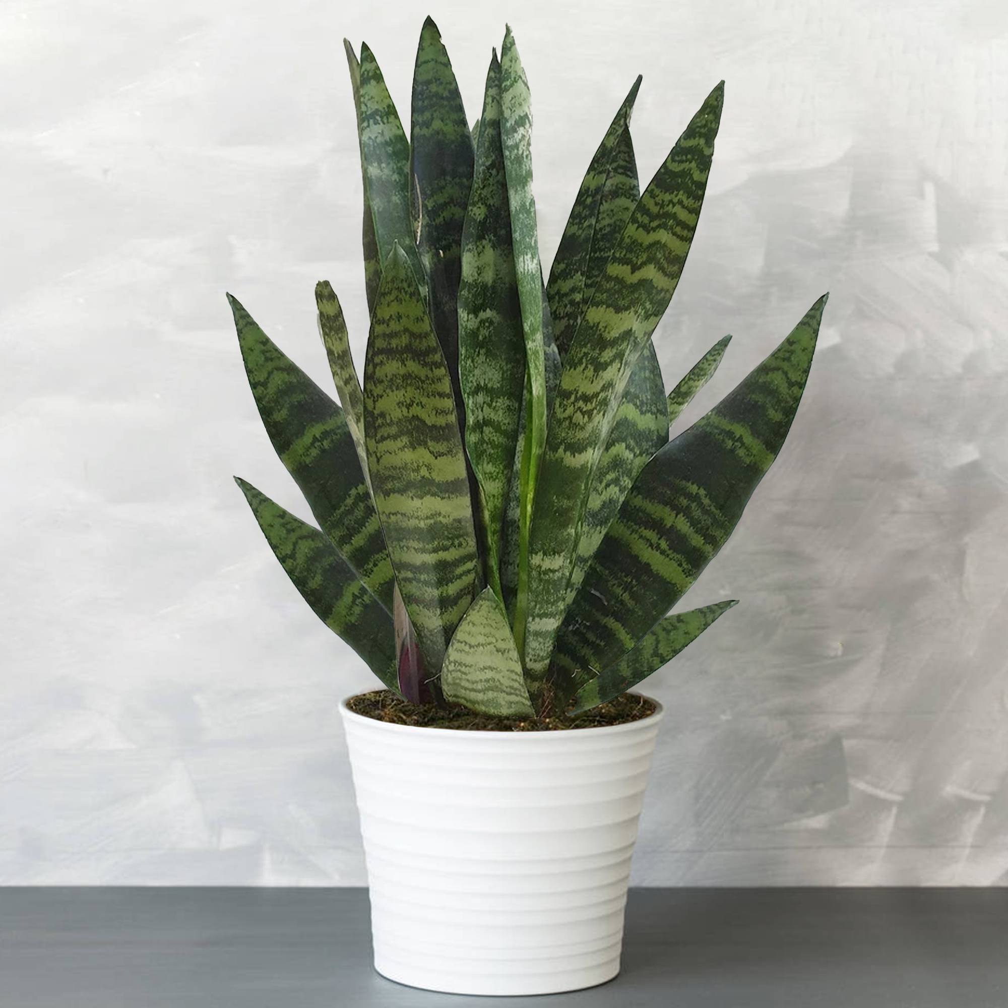 Gardenersdream - Sansevieria Black Coral De Qualité Supérieure | Plante D'Intérieur À Feuillage Persistant (De 30 À 40 Cm Pot Inclus) - GardenersDream - Image 1