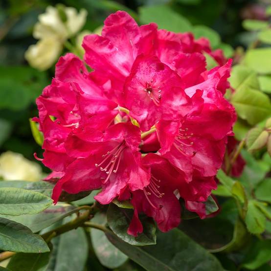 Rhododendron hybride Inkarho Diderk Pot de 4L/5L