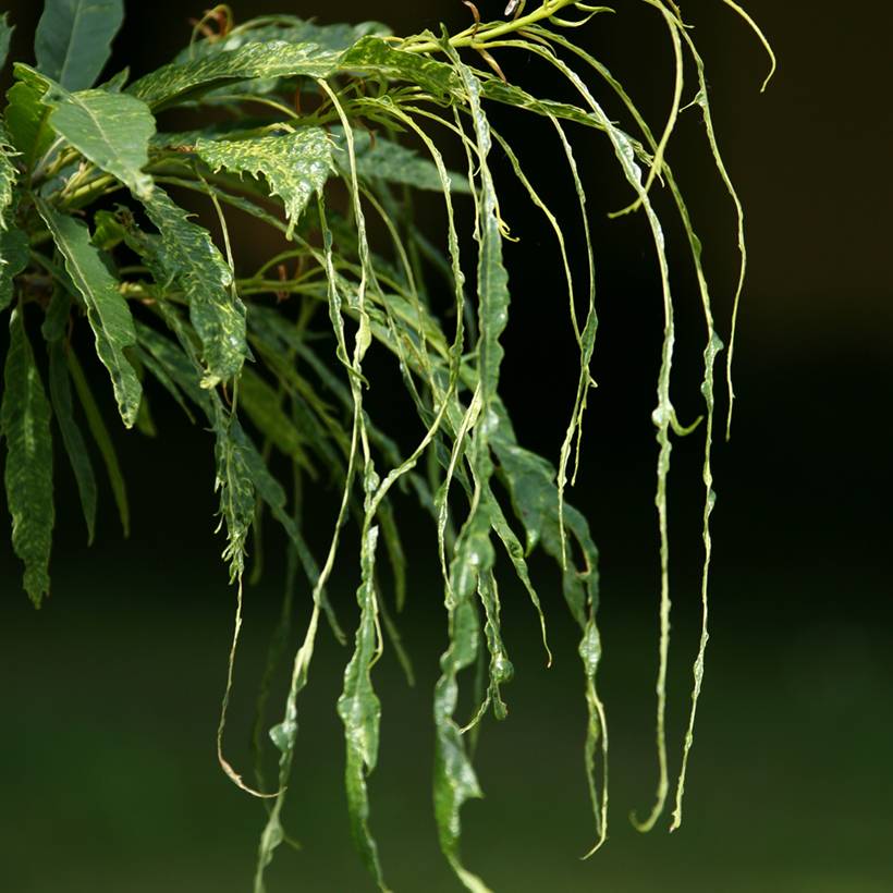 Castanea sativa Aspleniifolia - Châtaignier à feuille de fougère Pot de 7,5L/10L, Tige