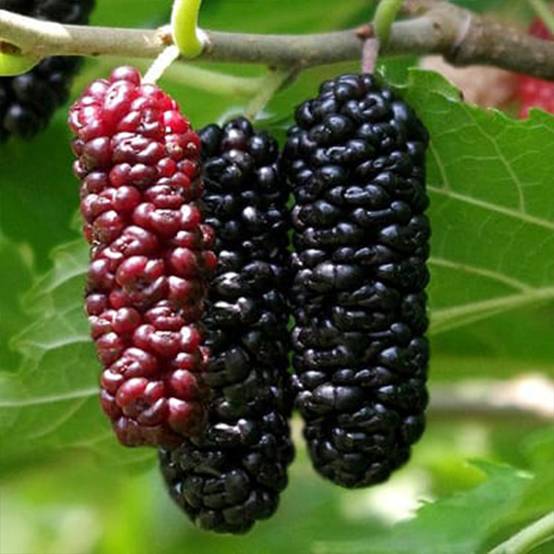 Promesse de Fleurs - Mûrier hybride Illinois Everbearing - Morus x rubra Pot de 4L/5L