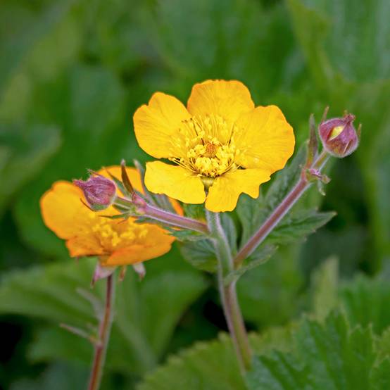 Potentilla megalantha - Potentille à grandes fleurs Godet de 8/9 cm