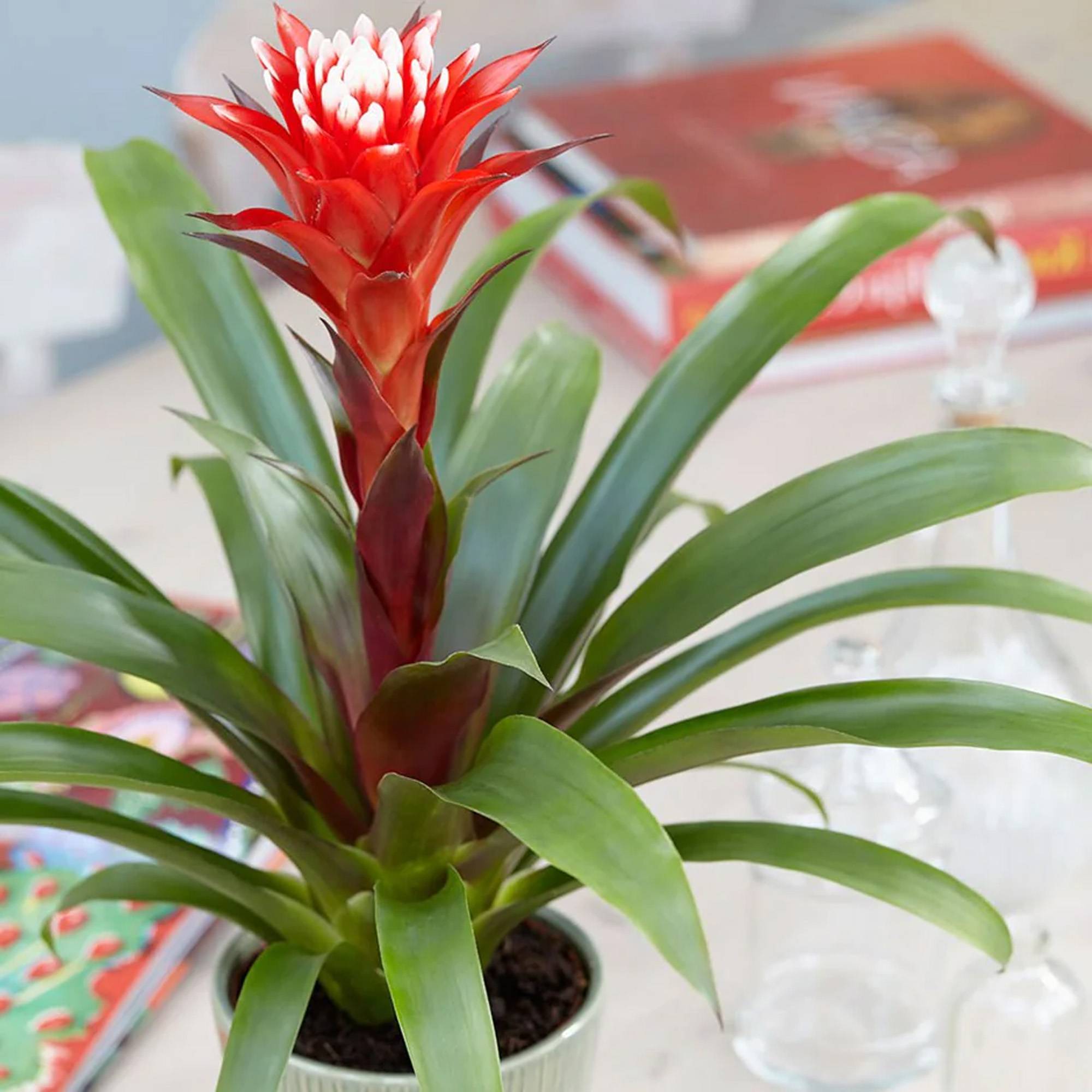 Gardenersdream - Bromélia Guzmania Hope | Plante D'Intérieur À Fleurs Exotiques Et Feuilles Persistantes | Plante D'Intérieur Pour La Maison, Le Bureau Ou La Cuisine - Image 3