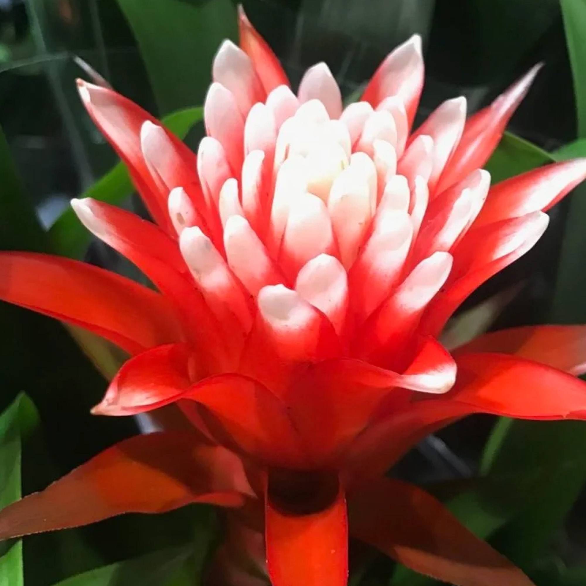 Gardenersdream - Bromélia Guzmania Hope | Plante D'Intérieur À Fleurs Exotiques Et Feuilles Persistantes | Plante D'Intérieur Pour La Maison, Le Bureau Ou La Cuisine - Image 4