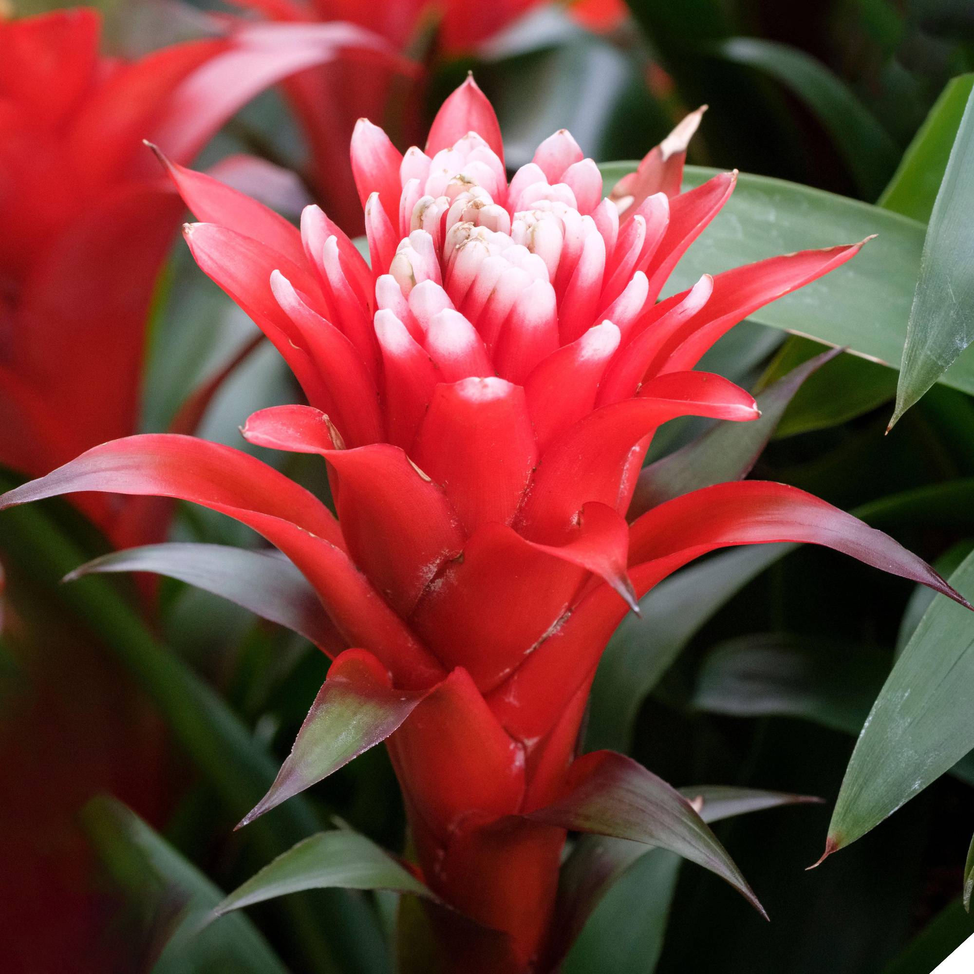 Gardenersdream - Bromélia Guzmania Hope | Plante D'Intérieur À Fleurs Exotiques Et Feuilles Persistantes | Plante D'Intérieur Pour La Maison, Le Bureau Ou La Cuisine