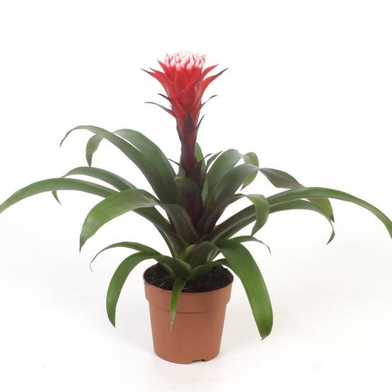 Gardenersdream - Bromélia Guzmania Hope | Plante D'Intérieur À Fleurs Exotiques Et Feuilles Persistantes | Plante D'Intérieur Pour La Maison, Le Bureau Ou La Cuisine - Image 2