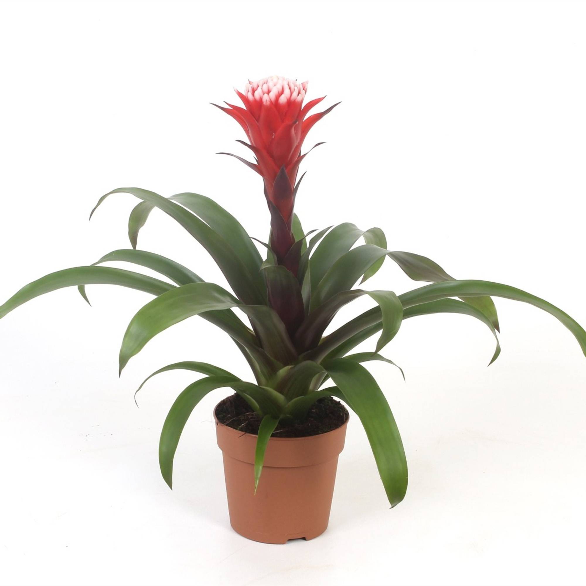 Gardenersdream - Bromélia Guzmania Hope | Plante D'Intérieur À Fleurs Exotiques Et Feuilles Persistantes | Plante D'Intérieur Pour La Maison, Le Bureau Ou La Cuisine - Image 2