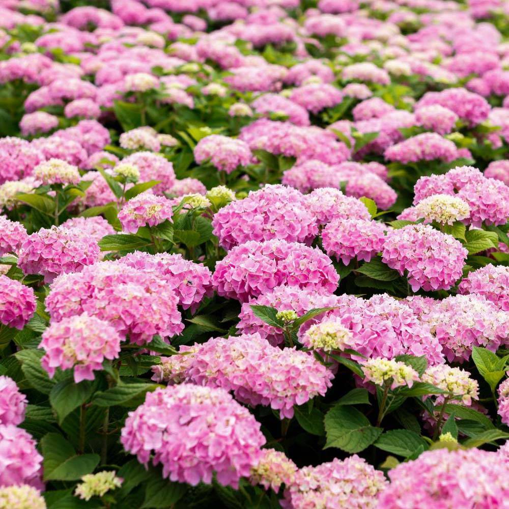 Hortensia - Hydrangea macrophylla Endless Summer The Original (Rose) Pot de 2L/3L