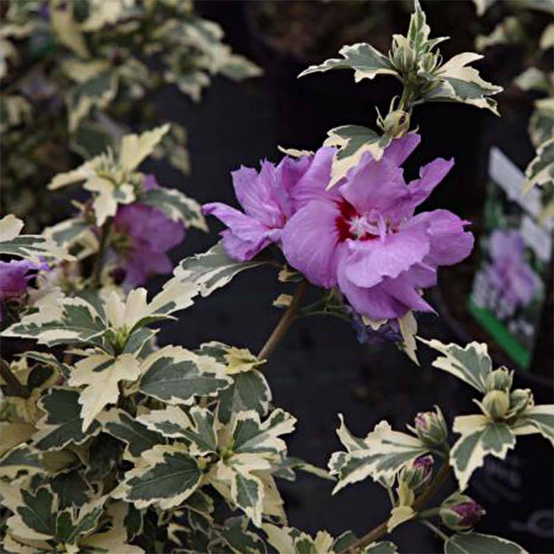 Hibiscus syriacus Summer Ruffle - Althea panaché, semi-double, mauve-rose. Pot de 7,5L/10L
