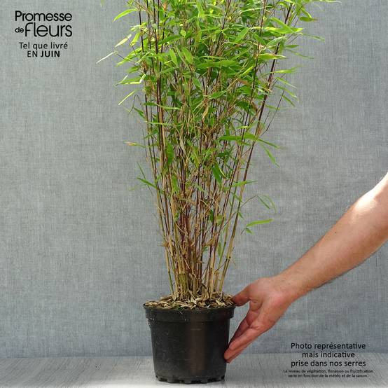 Promesse de Fleurs - Fargesia Winter Joy - Bambou non traçant Pot de 2L/3L - Image 2