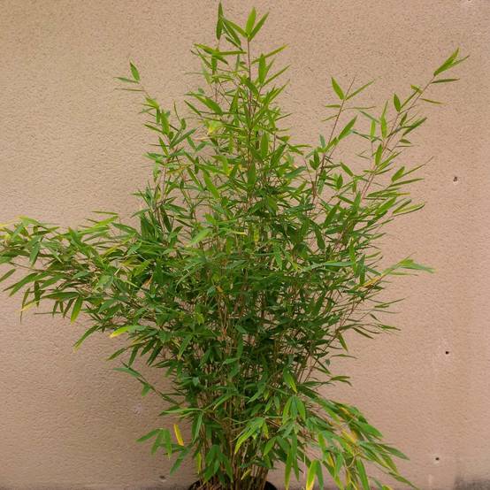 Promesse de Fleurs - Fargesia Winter Joy - Bambou non traçant Pot de 2L/3L - Image 1