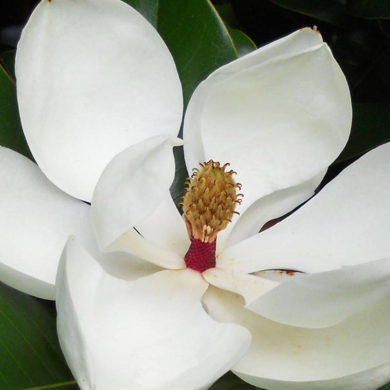 Magnolia à grandes fleurs Galissoniensis, Magnolia persistant à fleurs Blanche/ - feuillage Persistant - Pot de 4L - 40/60 cm - Image 1