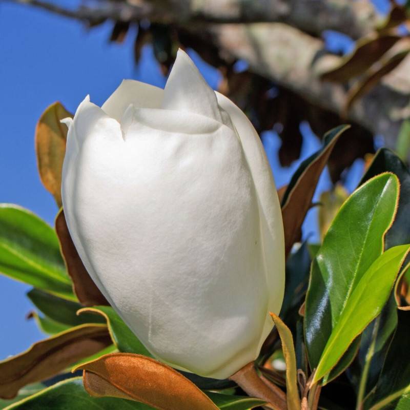 Magnolia à grandes fleurs Galissoniensis, Magnolia persistant à fleurs Blanche/ - feuillage Persistant - Pot de 4L - 40/60 cm - Image 8