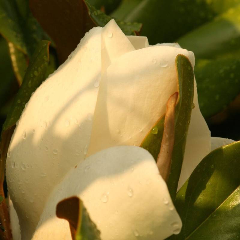 Magnolia à grandes fleurs Galissoniensis, Magnolia persistant à fleurs Blanche/ - feuillage Persistant - Pot de 4L - 40/60 cm - Image 10