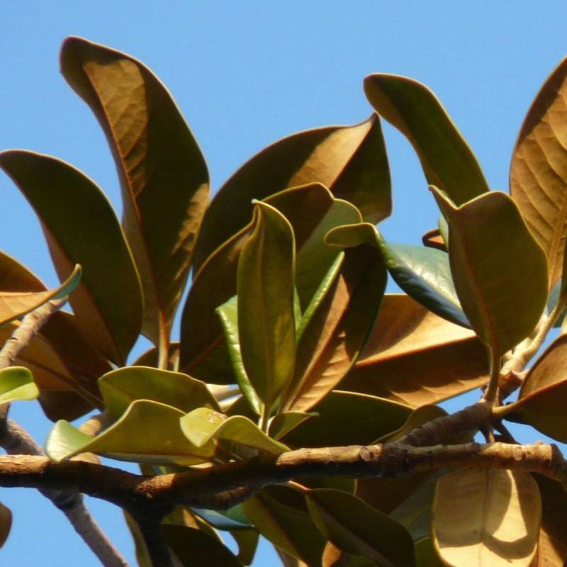 Magnolia à grandes fleurs Galissoniensis, Magnolia persistant à fleurs Blanche/ - feuillage Persistant - Pot de 4L - 40/60 cm - Image 6