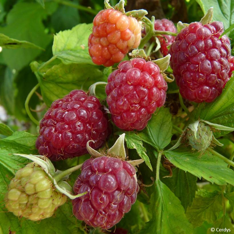 Framboisier Primeberry Autumn Happy - Rubus idaeus  Pot de 1,5L/2L