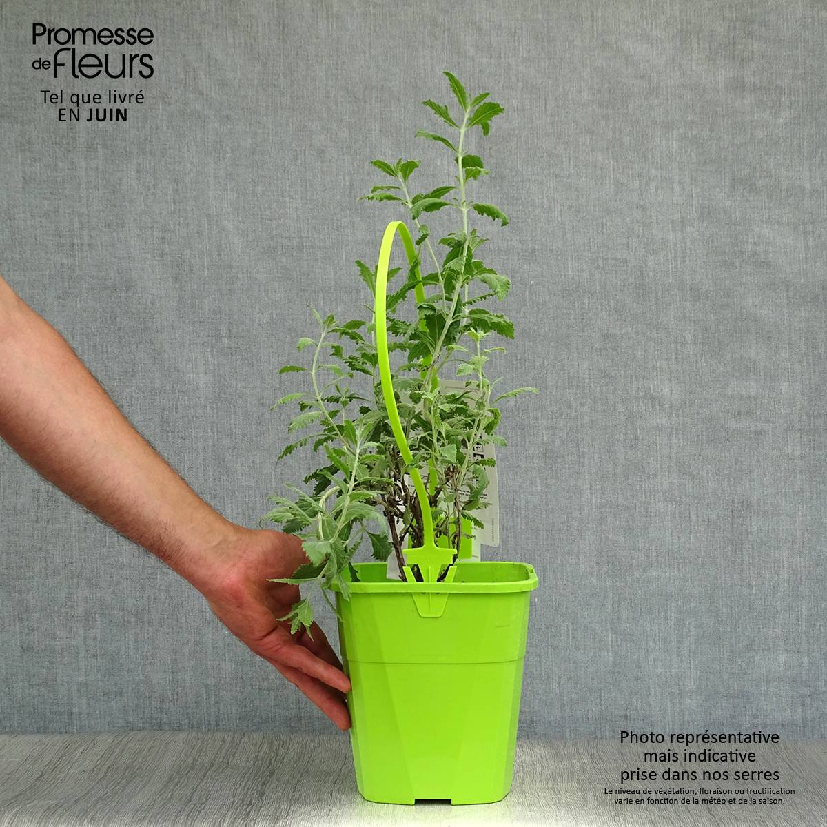 Perovskia Silvery Blue - Sauge d'Afghanistan Pot de 3L/4L - Image 2