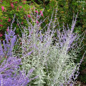 Perovskia Silvery Blue - Sauge d'Afghanistan Pot de 3L/4L