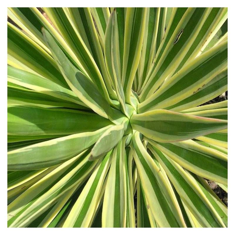 Yucca filamenteux Bright Edge à fleurs Blanche/ - feuillage Persistant - Pot de 4L - 40/60 cm - Image 1