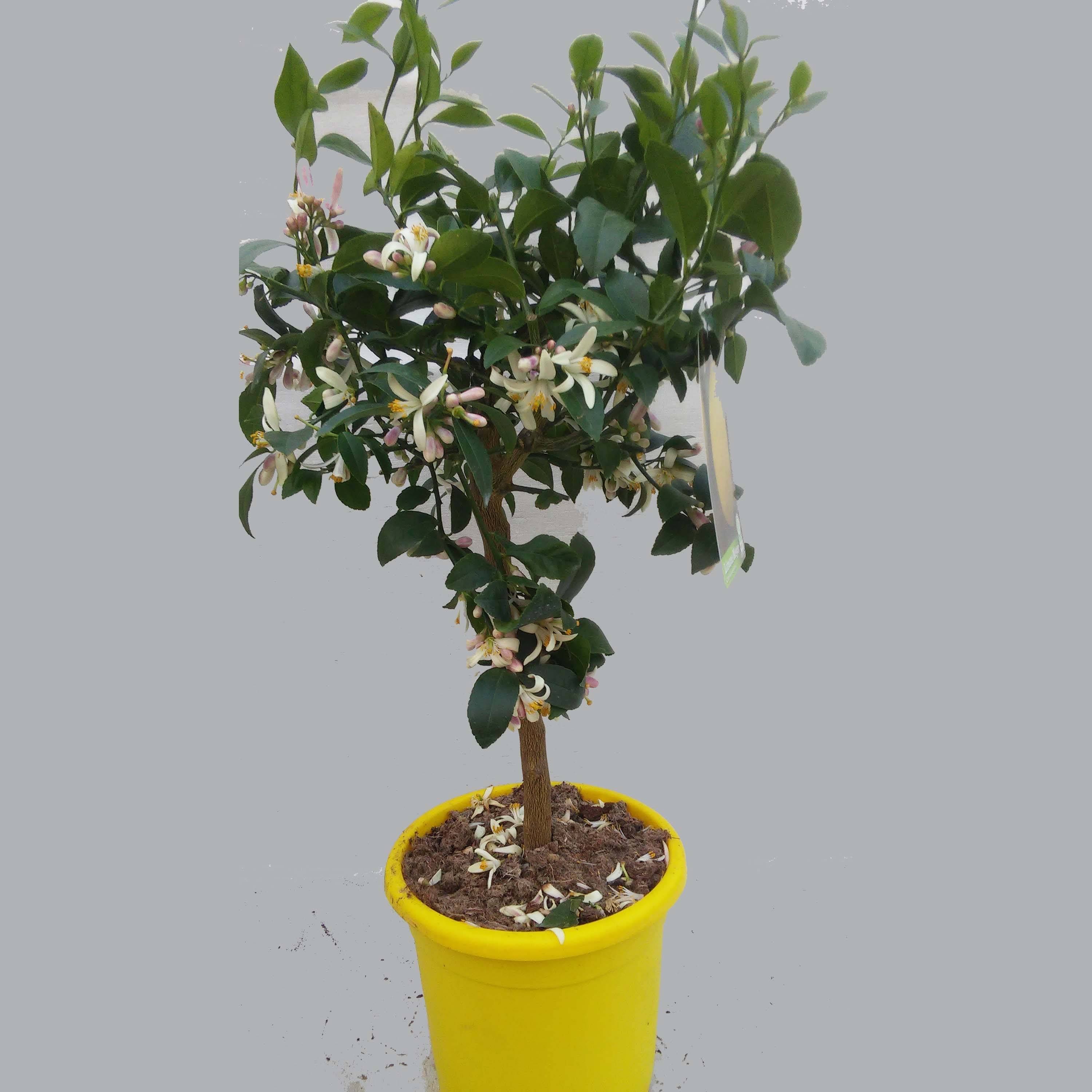 Promesse de Fleurs - Citronnier Meyer - Citrus x meyeri Pot de 4L/5L, 1/4 de tige - Image 3