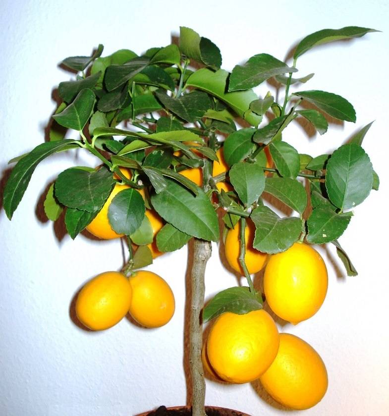 Promesse de Fleurs - Citronnier Meyer - Citrus x meyeri Pot de 4L/5L, 1/4 de tige - Image 2