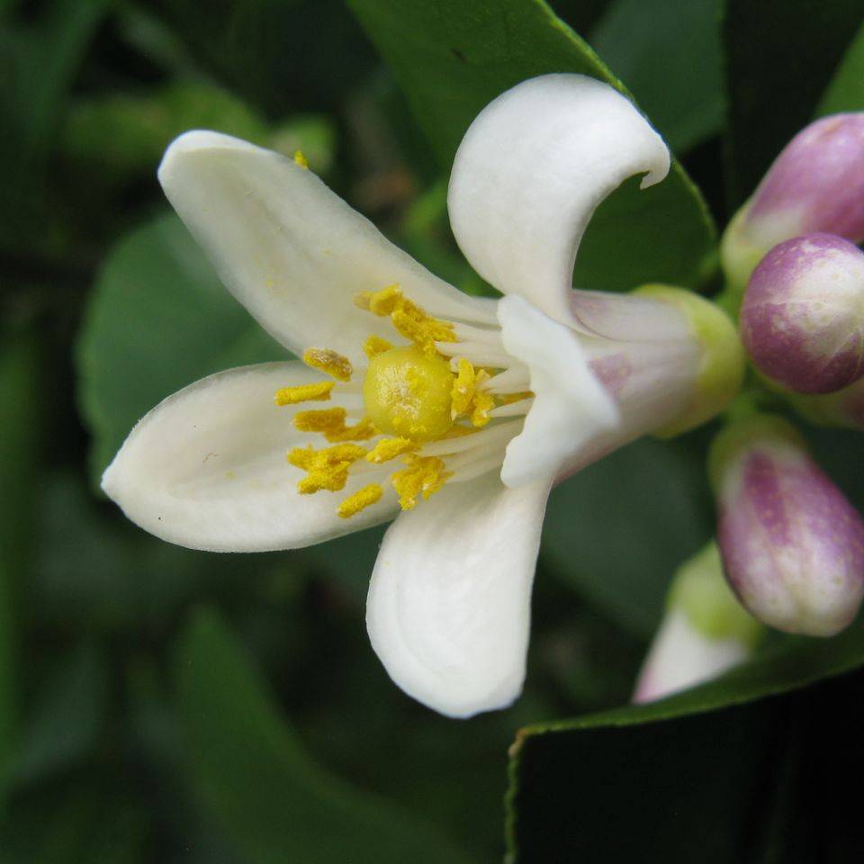 Promesse de Fleurs - Citronnier Meyer - Citrus x meyeri Pot de 4L/5L, 1/4 de tige - Image 1