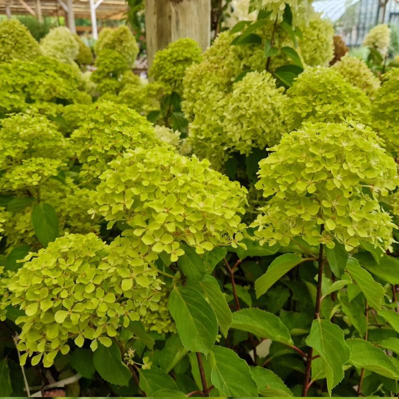 Hortensia paniculata Romantic Ace® 'Renvagor', Hydrangea paniculata à fleurs Rose - feuillage Caduc - Pot de 1,5L - 10/20 cm-  hauteur à maturité De 1 - Image 7